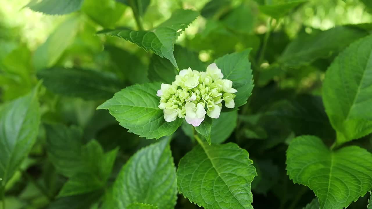 在阳光明媚的日子里，在随风摇摆的花园里，盛开着美丽的白色绣球或光滑的绣球。花卉，花卉背景视频下载