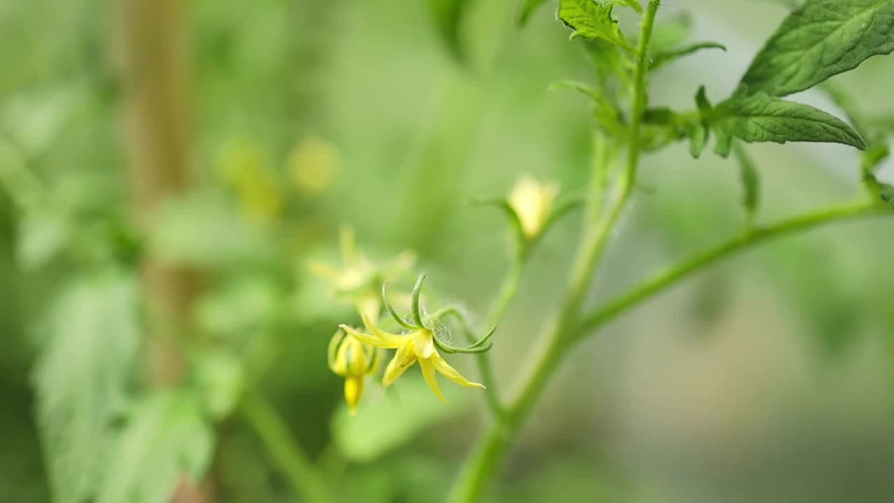 灌木上绿叶上成熟的李子番茄的特写。温室蔬菜种植。视频素材