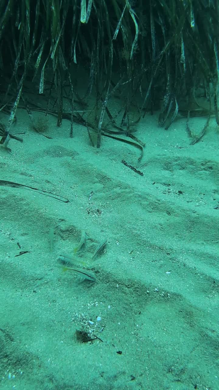 地中海的海洋生物视频下载