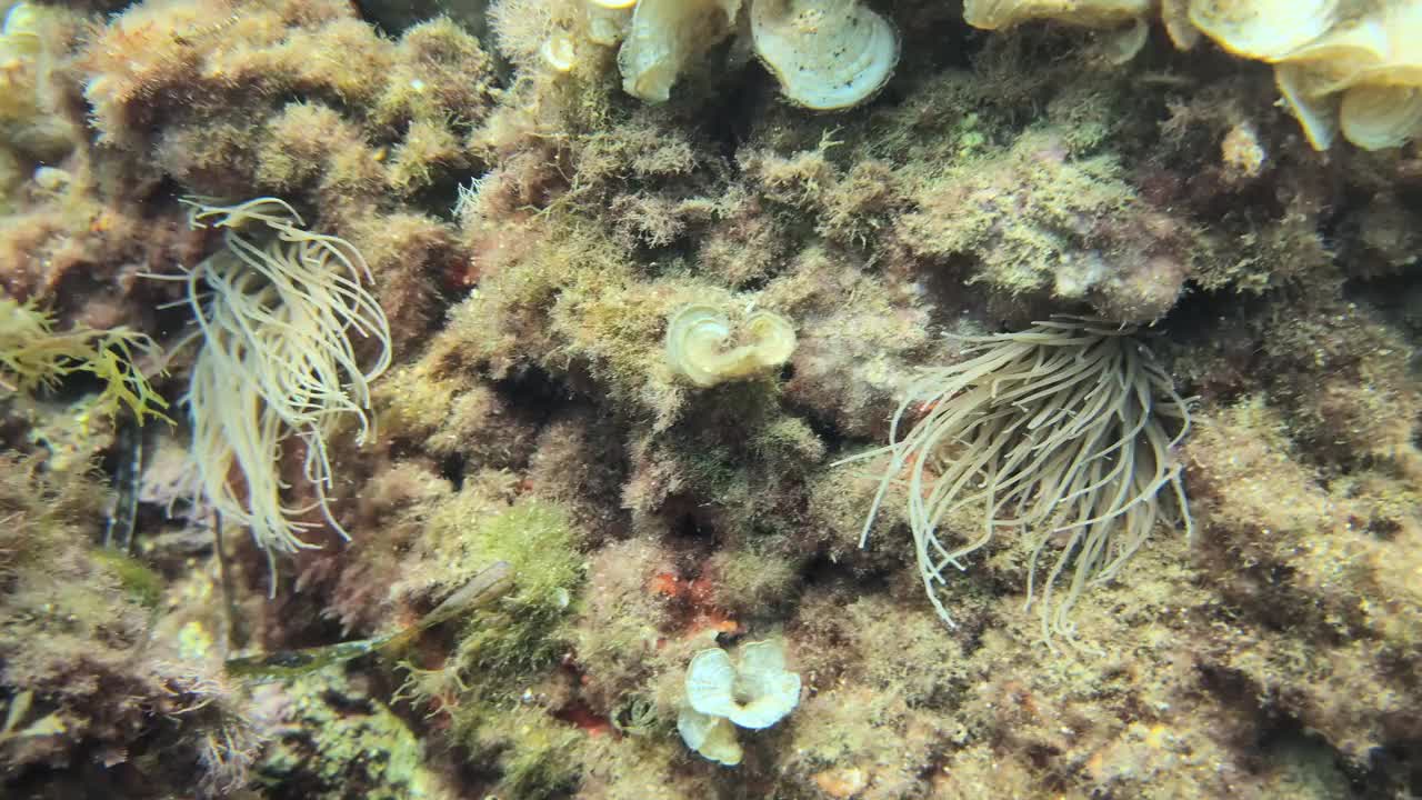 地中海的海葵视频下载