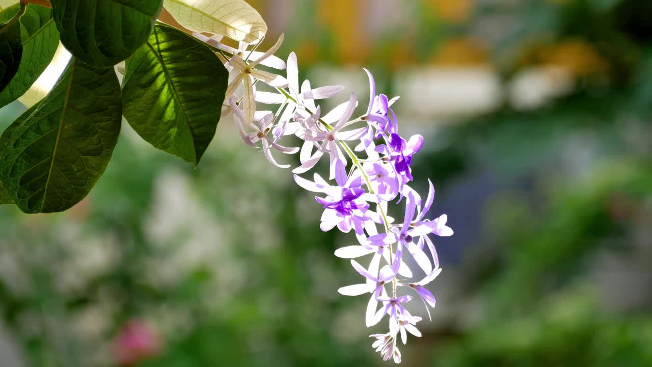 紫色花环花。视频下载