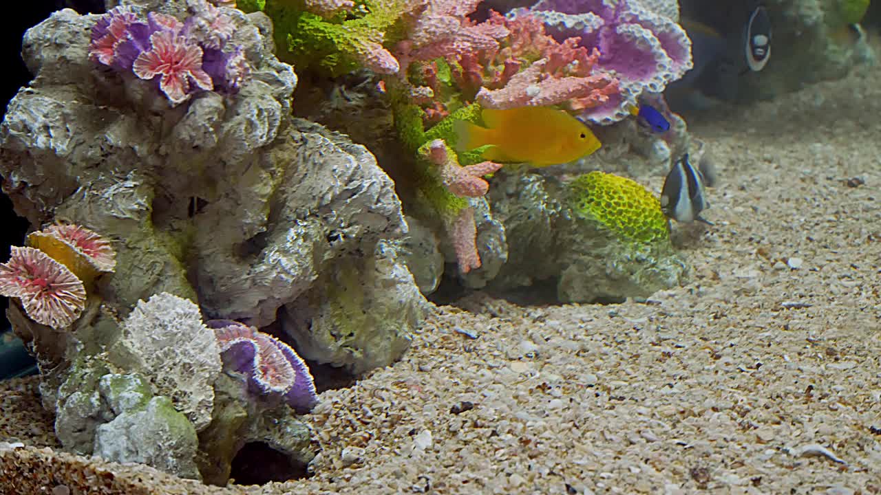 水族馆里的咸水鱼视频下载