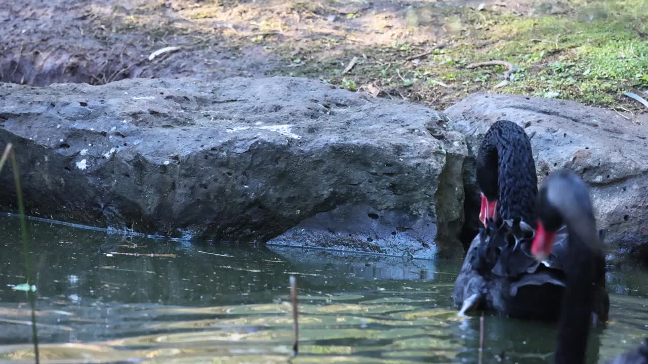 墨尔本动物园池塘中的黑天鹅视频素材