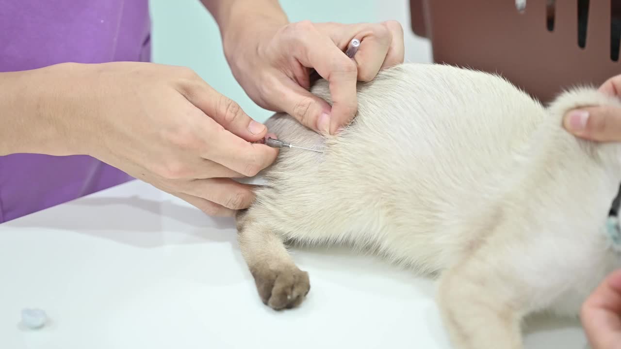 医生给暹罗猫注射疫苗的镜头。视频素材