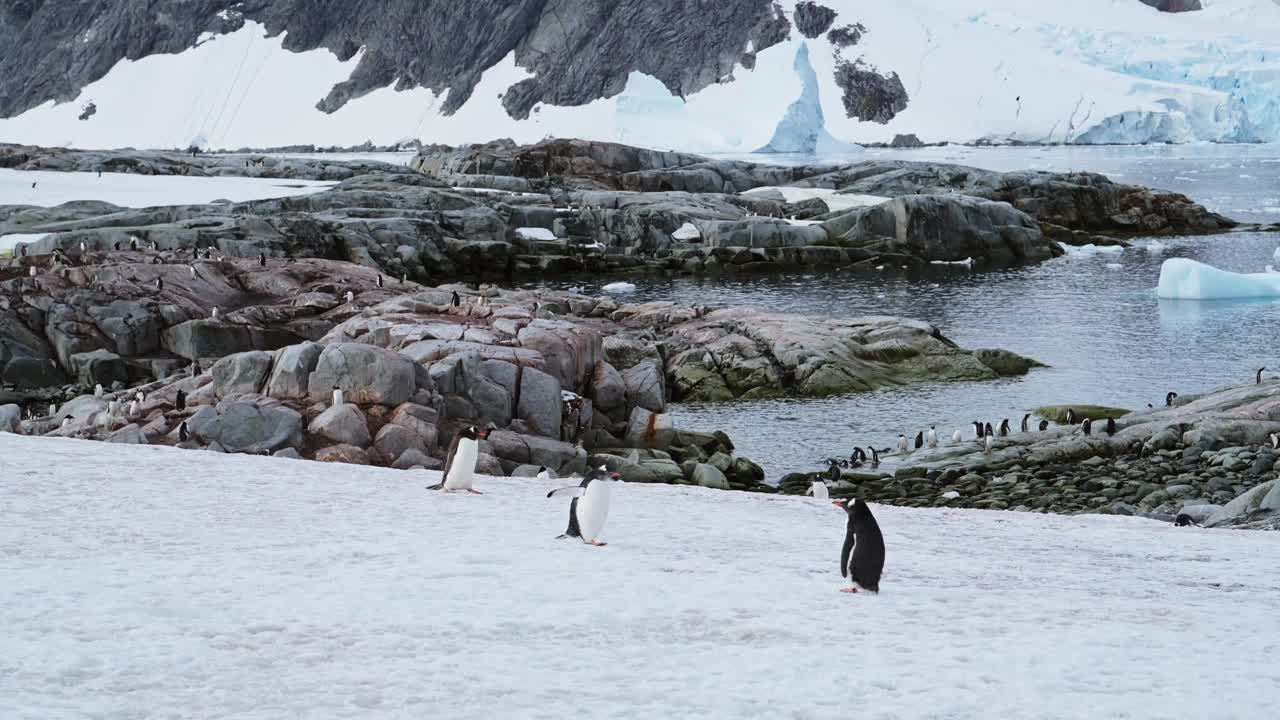 漫步在南极海岸和海岸线上的企鹅群，冰雪覆盖的土地上，巴布亚企鹅在白雪皑皑的冬天摇摇摆摆地漫步在南极半岛的大陆景观中视频素材