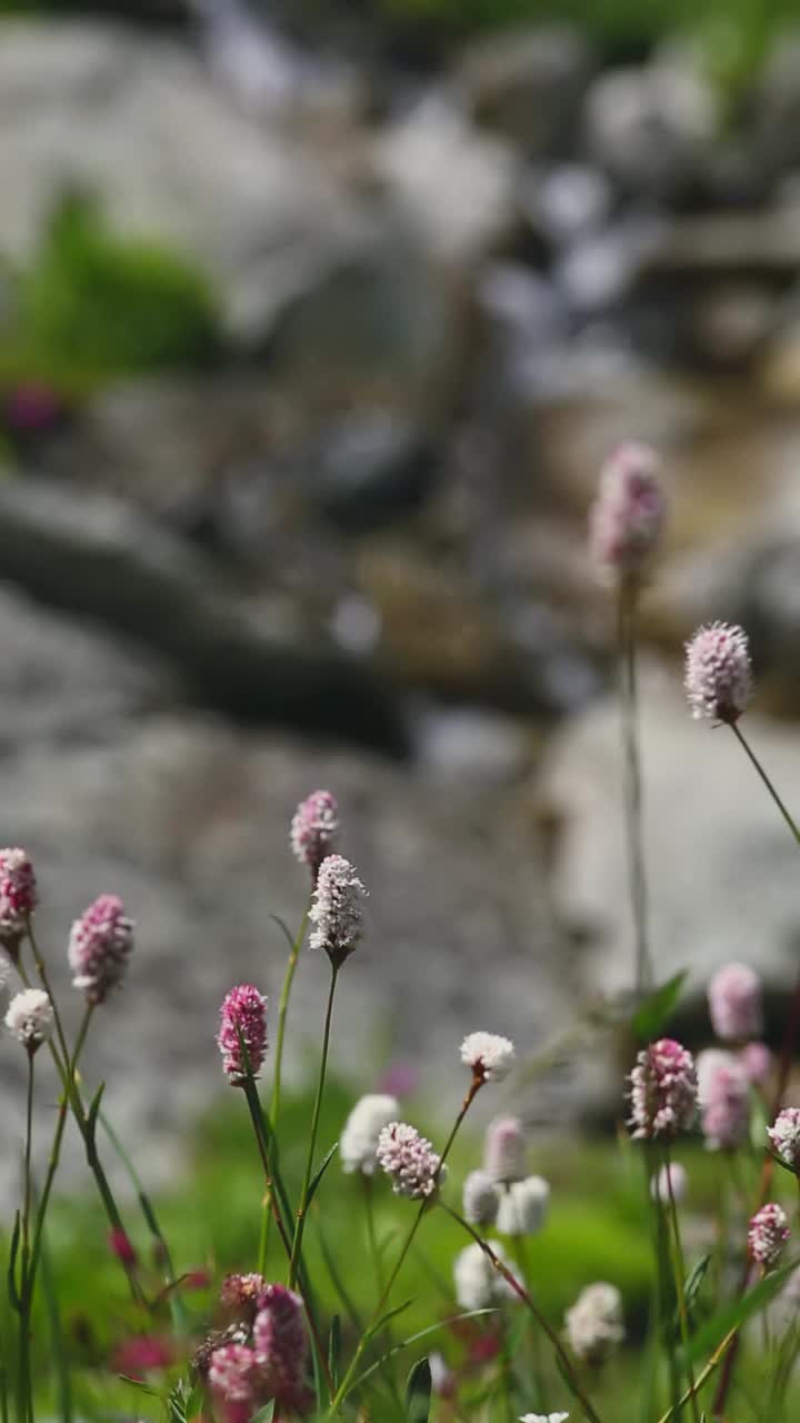 美丽的、毛茸茸的、野生的、粉红色的山花在风中摇曳视频下载