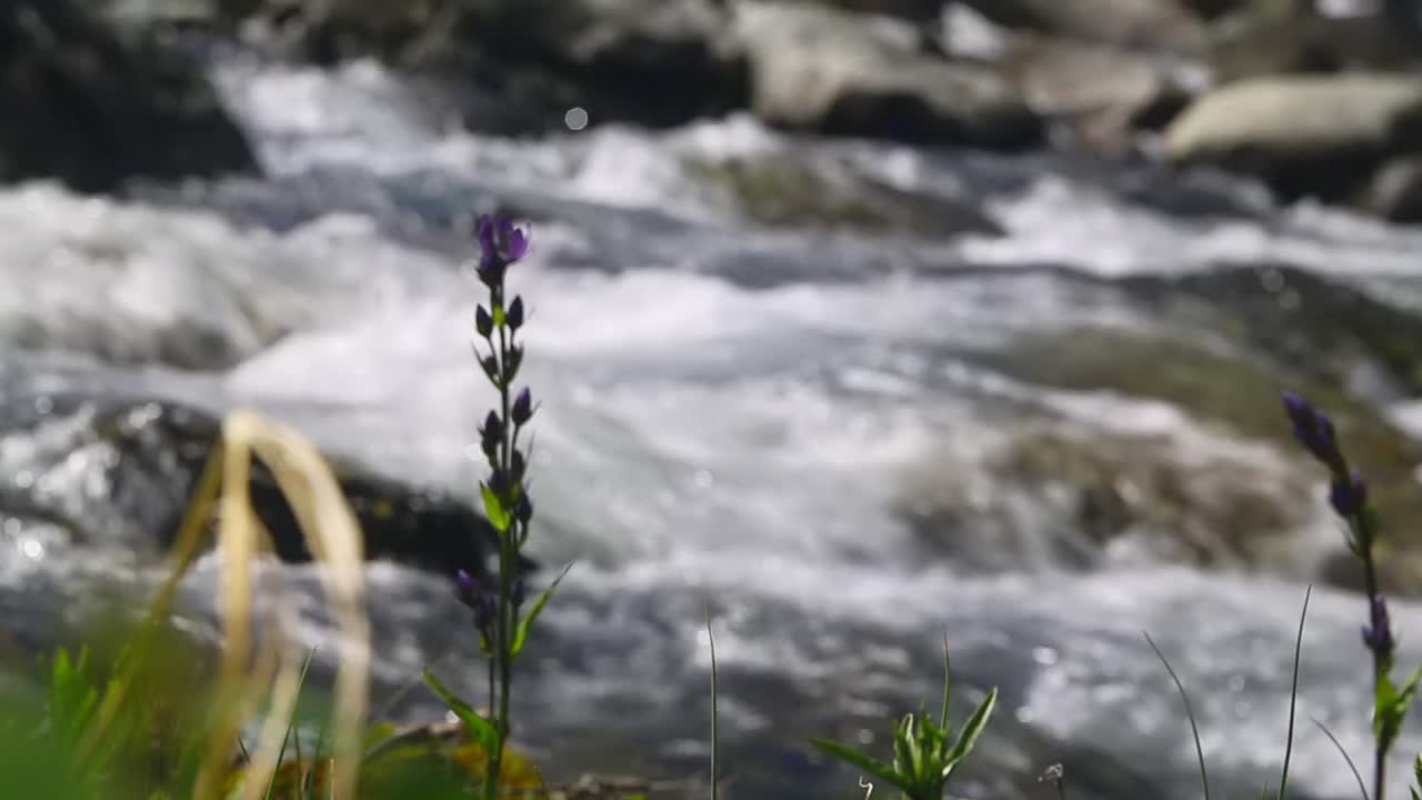 山涧附近的野花视频下载