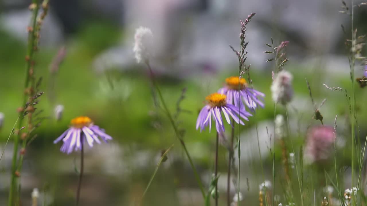 紫色的花在风中飘扬视频下载