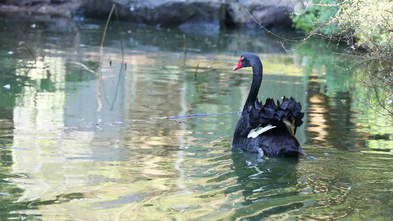 墨尔本动物园池塘中的黑天鹅视频素材