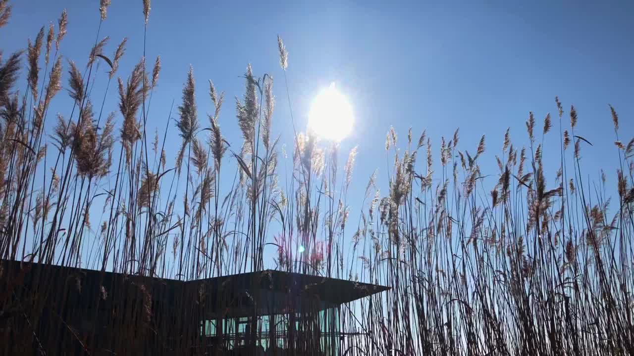 芦苇在风中吹，纽西德尔湖视频下载