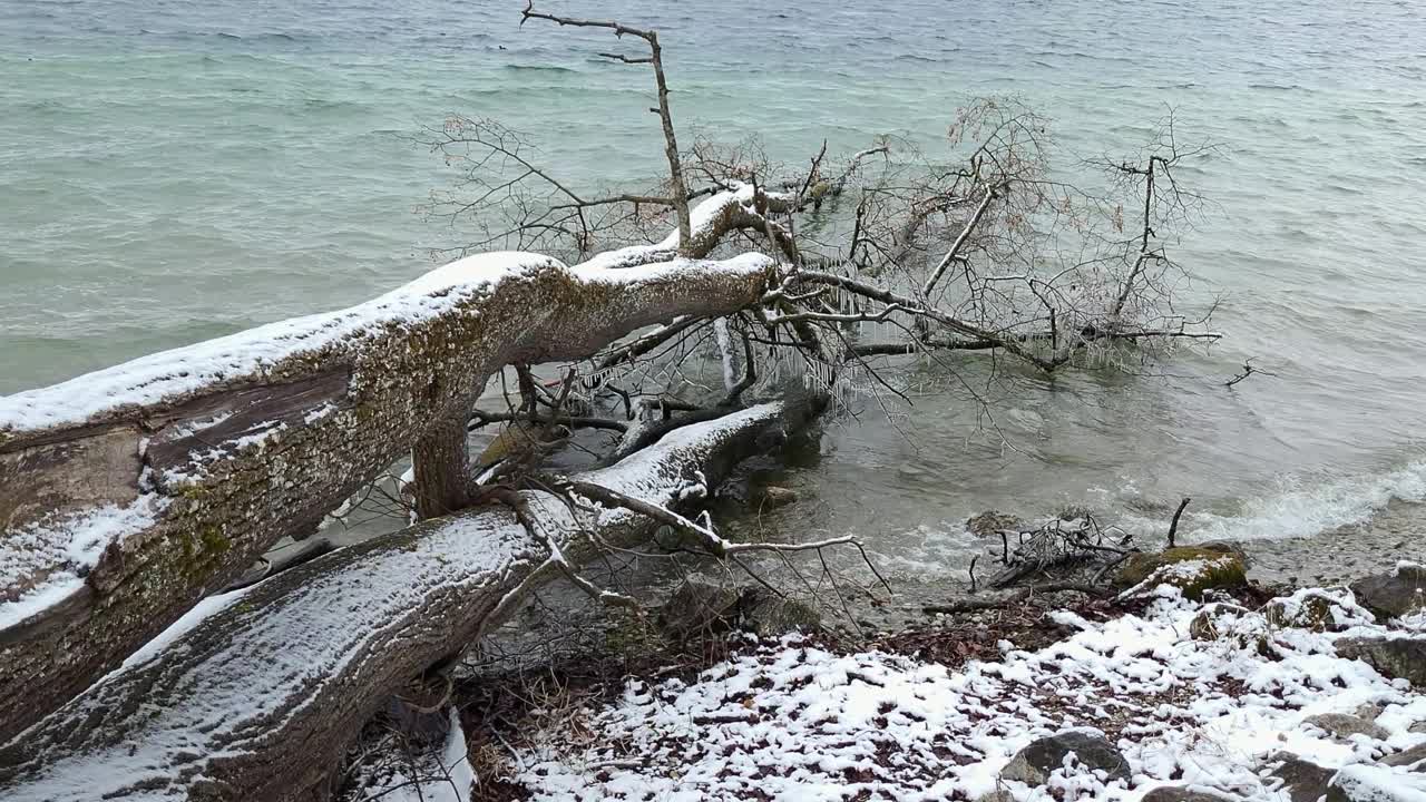 冬天，一棵树躺在湖岸上视频下载