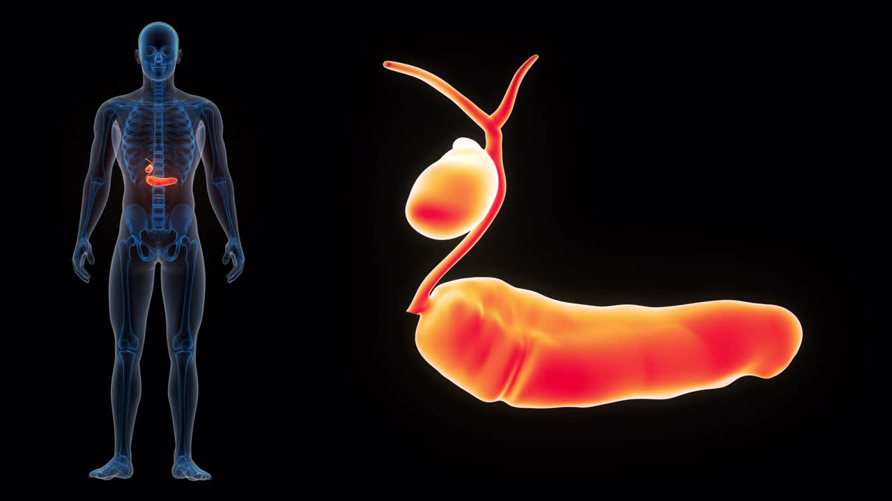 人体内脏胰腺与胆囊解剖动画概念视频下载