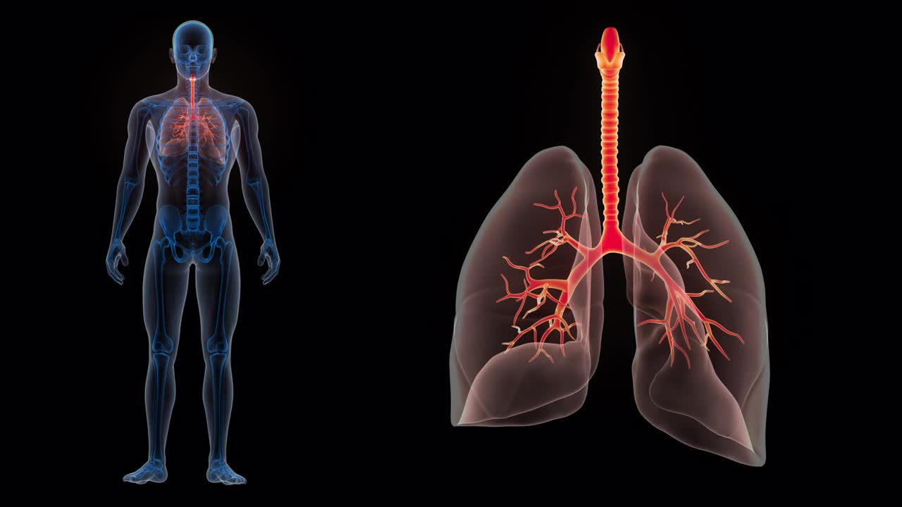 人体呼吸系统肺解剖动画概念视频下载