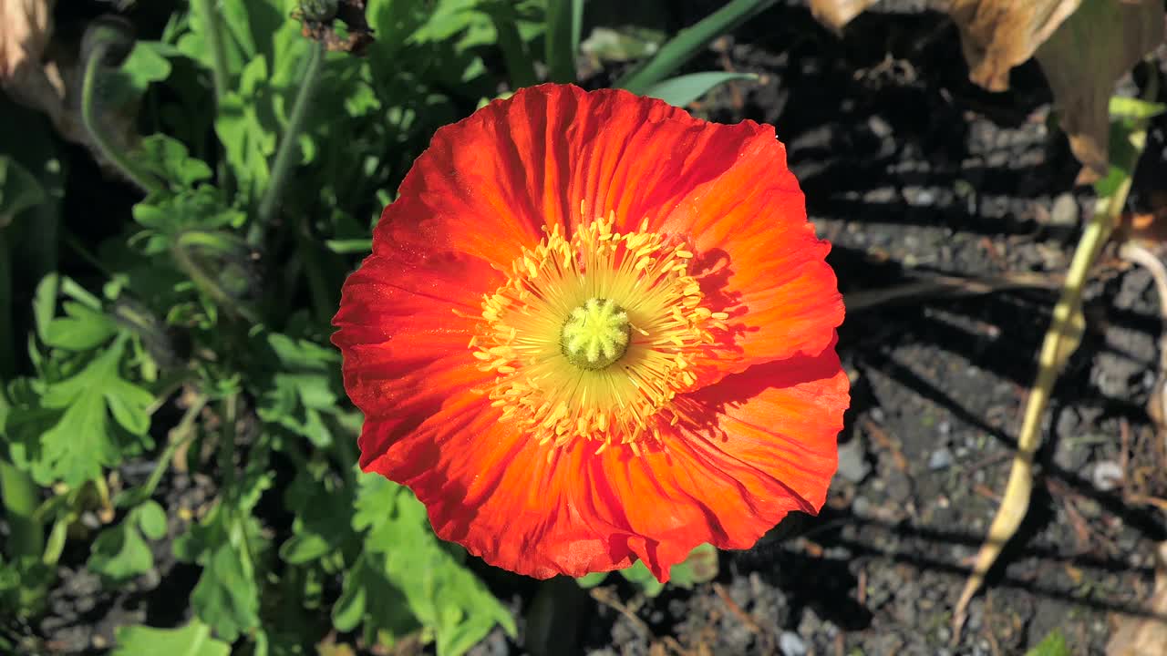 冰岛罂粟(Papaver nudicaule)视频下载