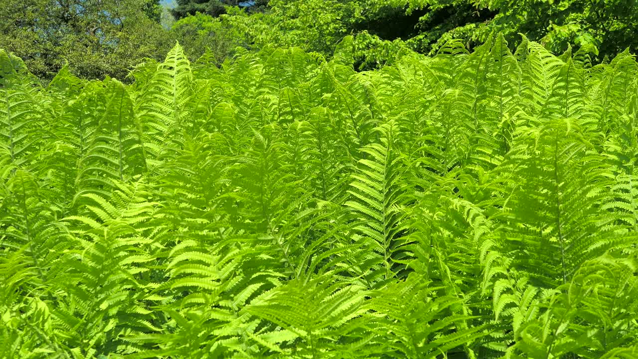 真蕨(Dryopteris filix-mas)视频下载