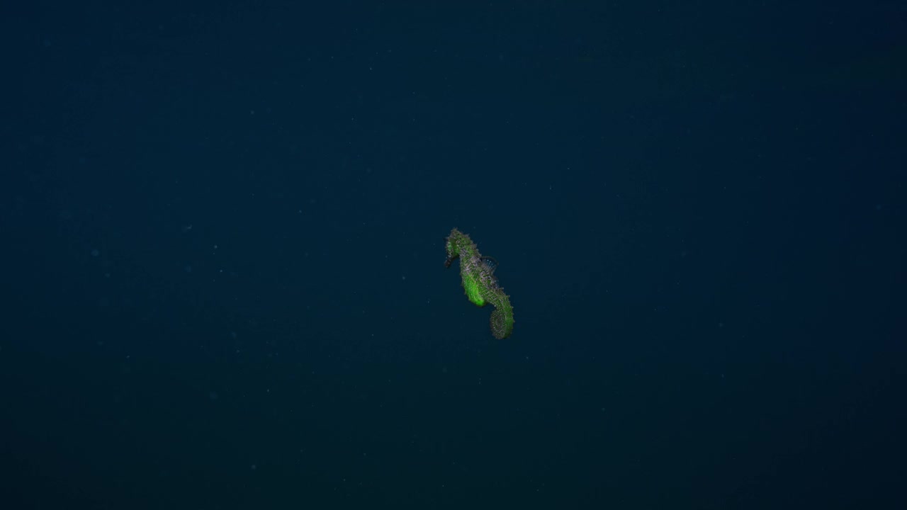 美丽的绿色海马的后视图游泳在深蓝色的海洋水柱视频素材