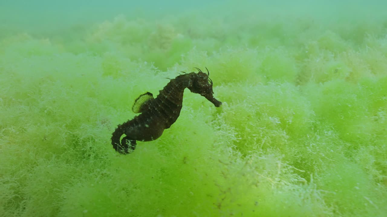 美丽的怀孕雄性海马游过覆盖着茂密绿藻的海底视频素材