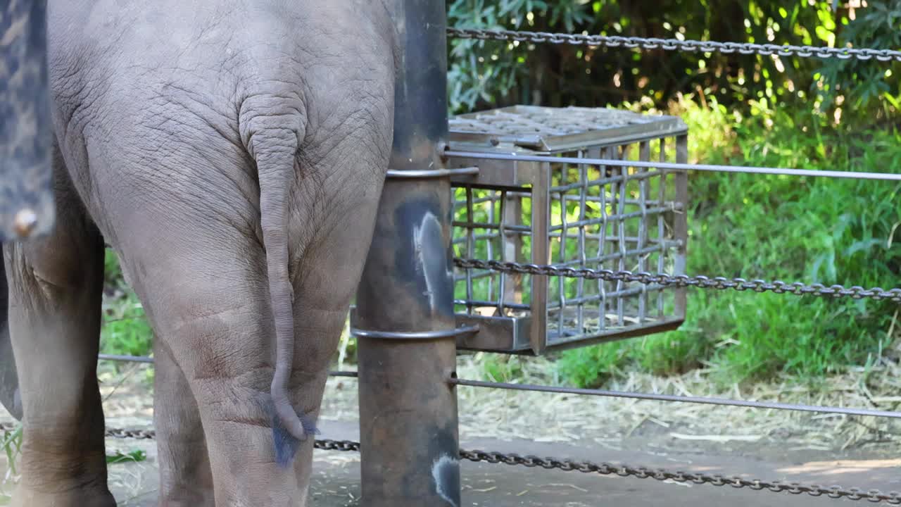 墨尔本动物园的大象视频素材