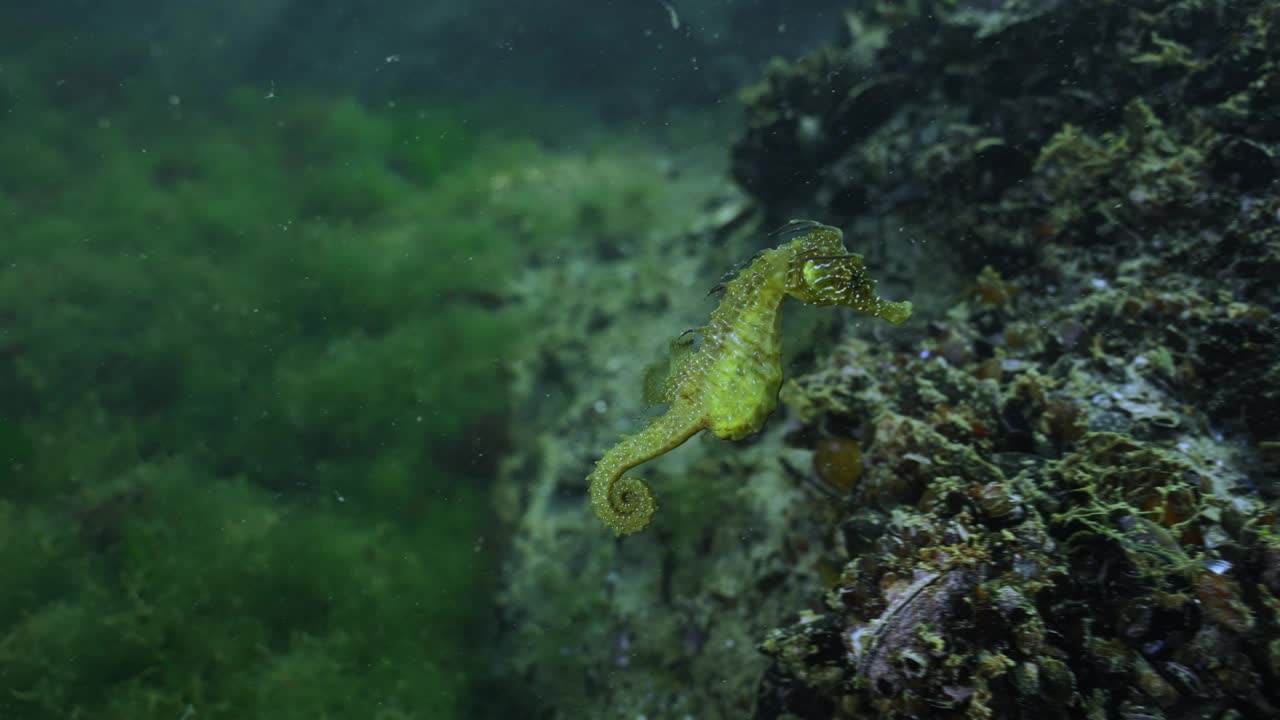 绿色海马游过布满贻贝的暗礁，慢镜头视频素材