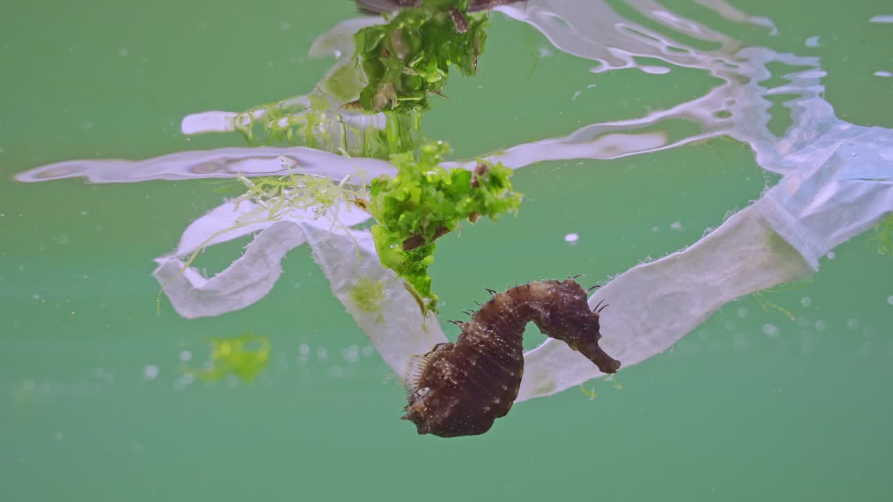 海马在水面下的塑料碎片上漂流的特写视频素材