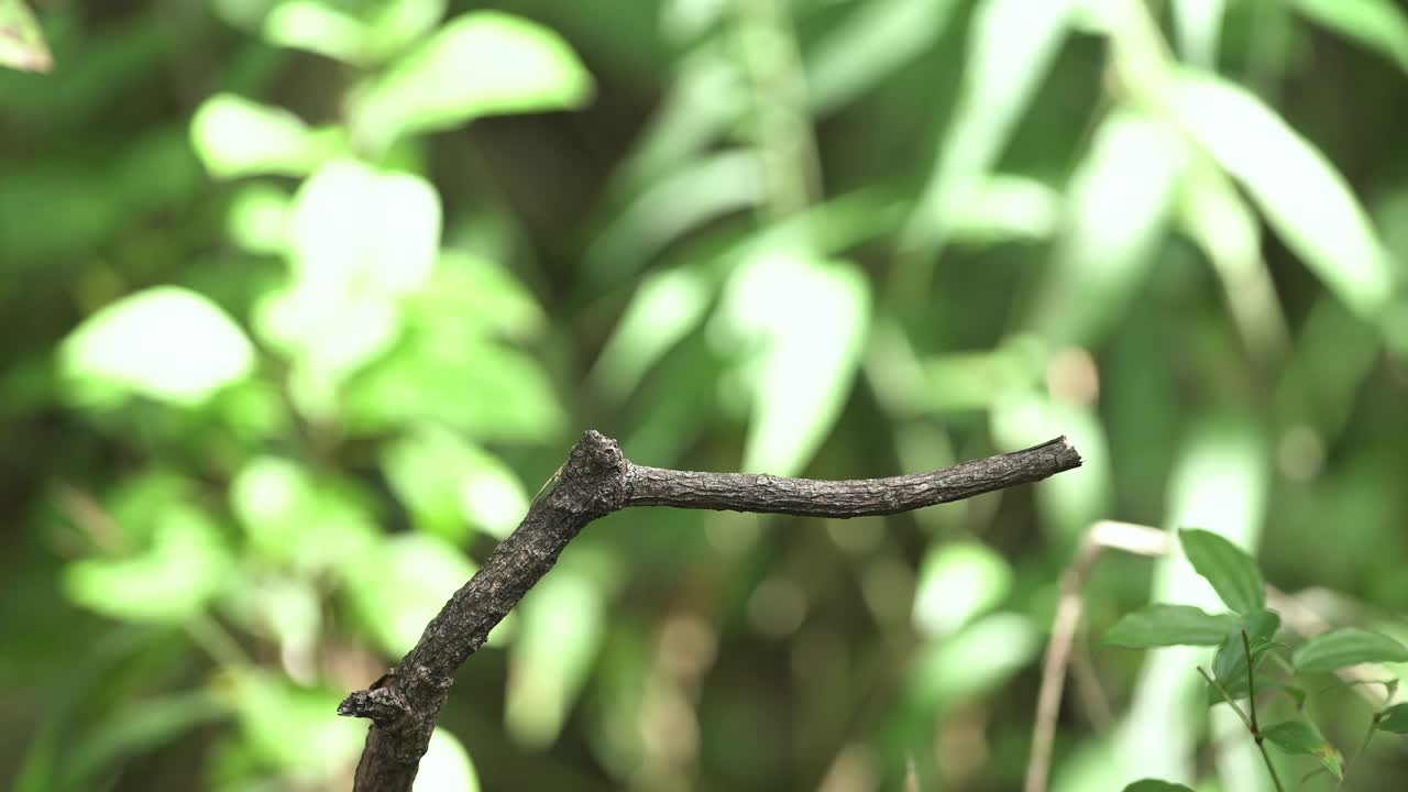 喜马拉雅蓝尾袋狸，喜马拉雅红翅丛林知更鸟，雄性视频素材