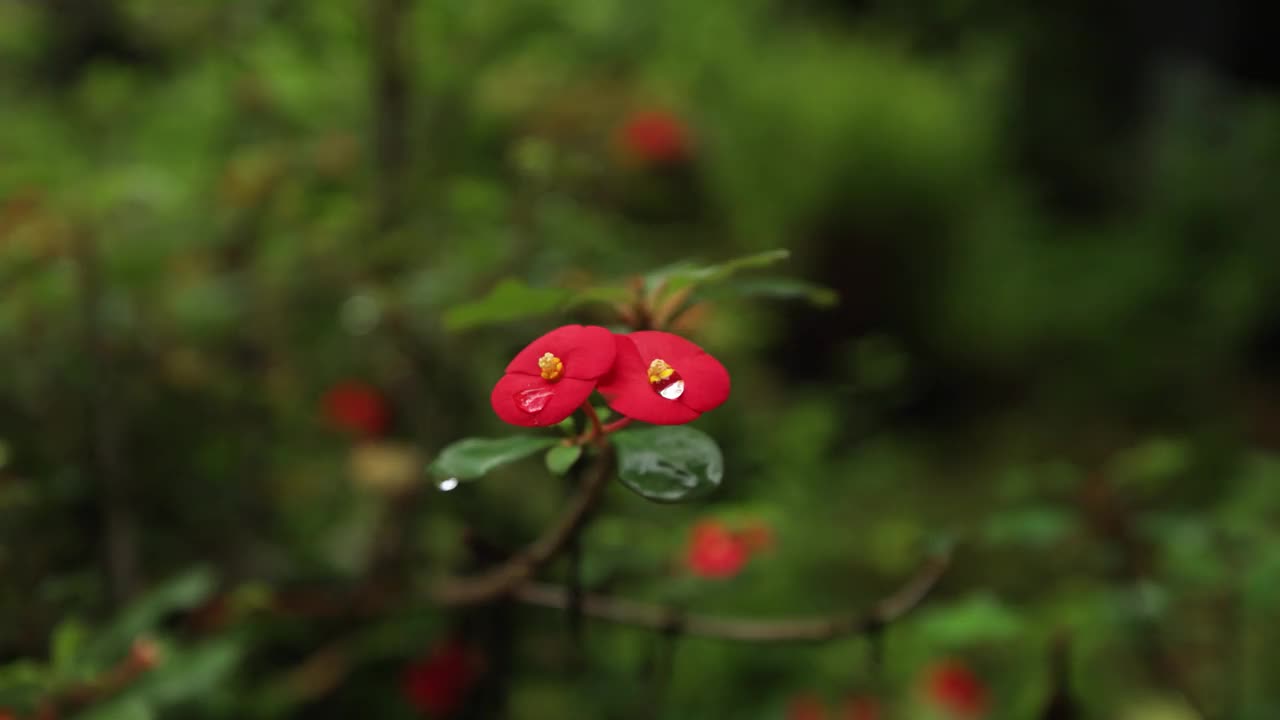 特写充满活力的红色Gerold's Spurge花与郁郁葱葱的绿色背景视频素材