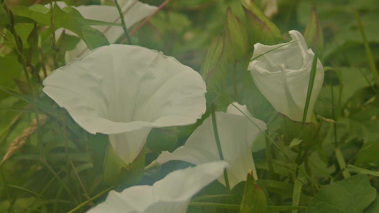 白色旋花和一只飞出的蜜蜂视频素材