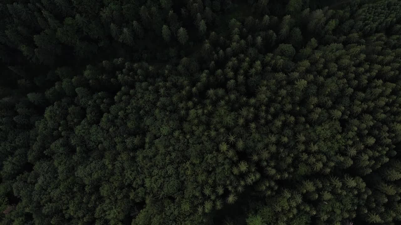 从山上俯瞰夏天的绿色松林。春天的白桦林有着美丽的纹理。视频素材