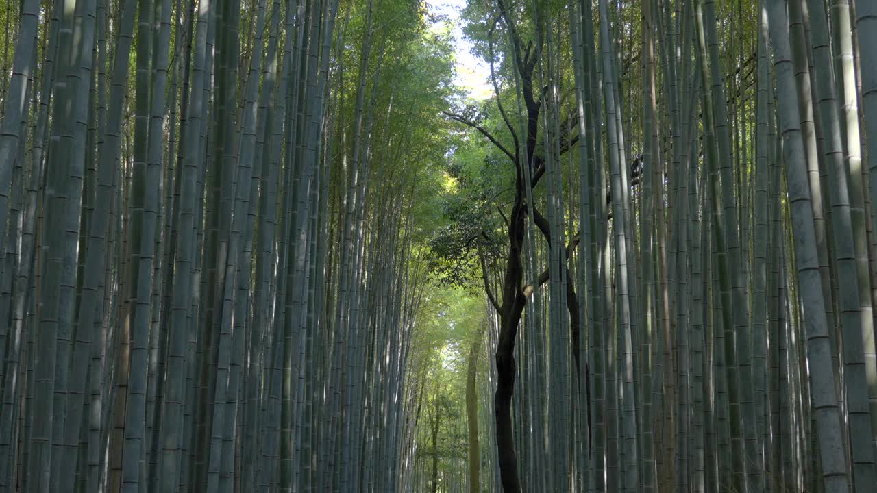 漫步在日本京都著名的岚山竹林视频素材