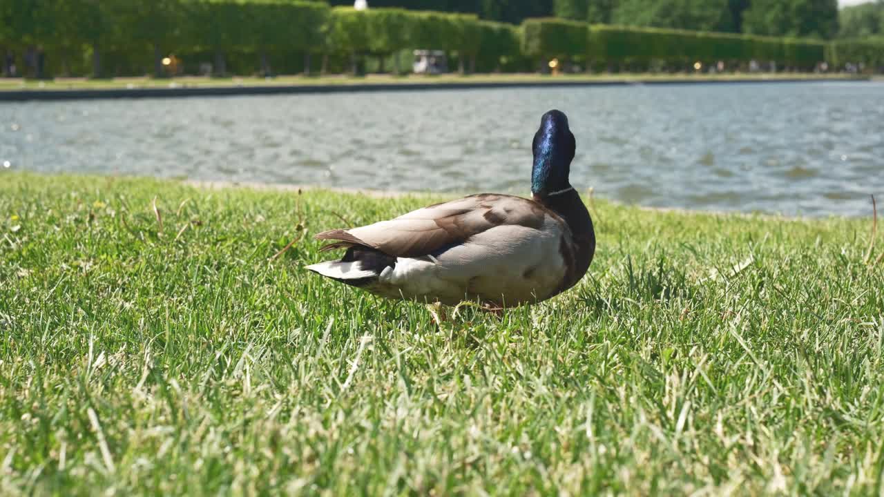 在一个温暖的夏日，清澈的蓝天下，一只鸭子在湖边安静地休息视频素材