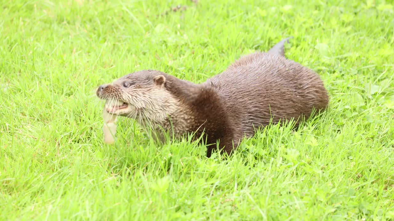 水獭视频下载