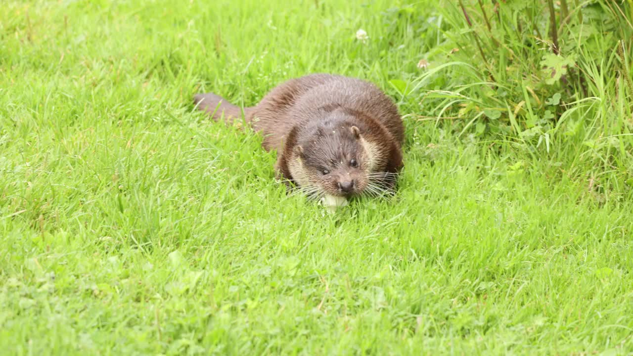 水獭视频下载