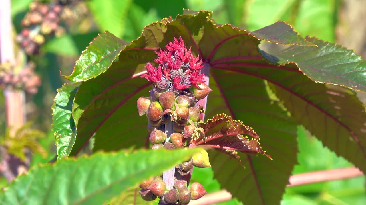 蓖麻油植物的花视频下载