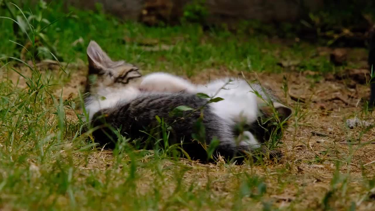 小猫玩视频下载