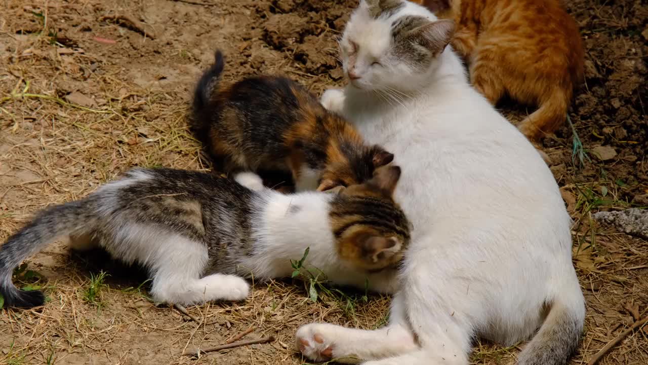 给小猫喂奶的猫视频下载