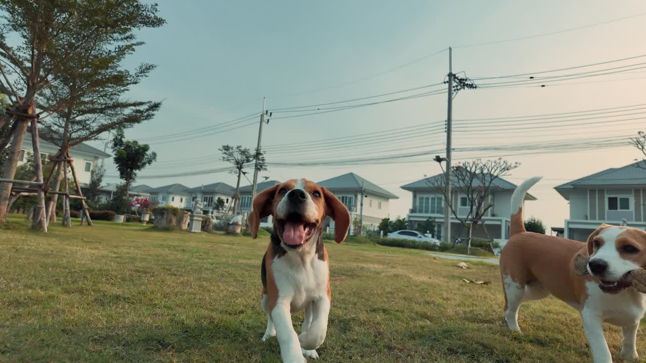 比格犬在操场的草地上跑向照相机。慢动作视频。长耳朵扇动，在空中飞翔，狗冲过来，直视镜头视频素材