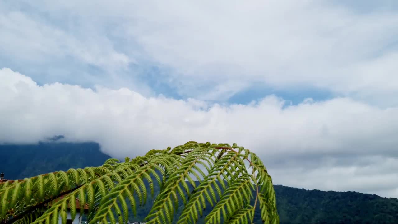 蕨类植物视频素材