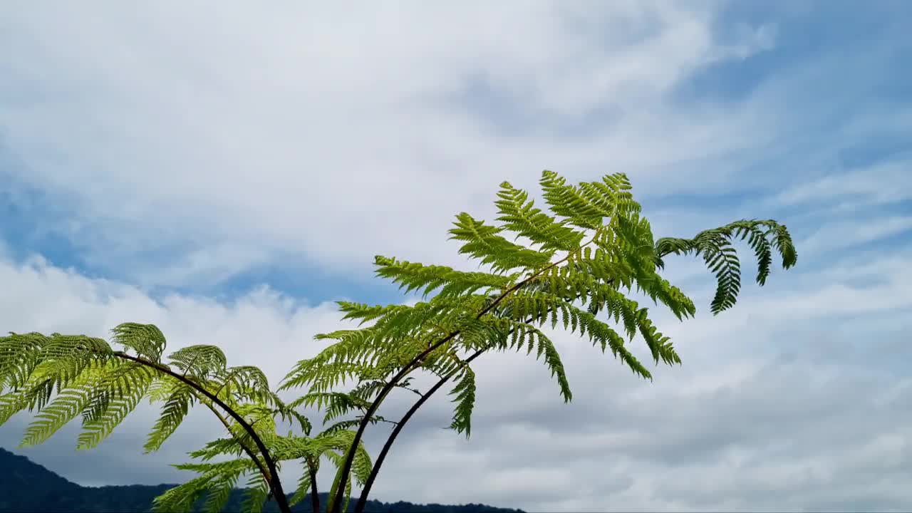 蕨类植物视频下载