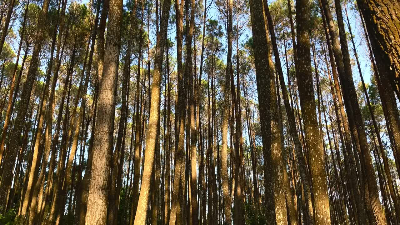 夏日里森林里的松树视频素材