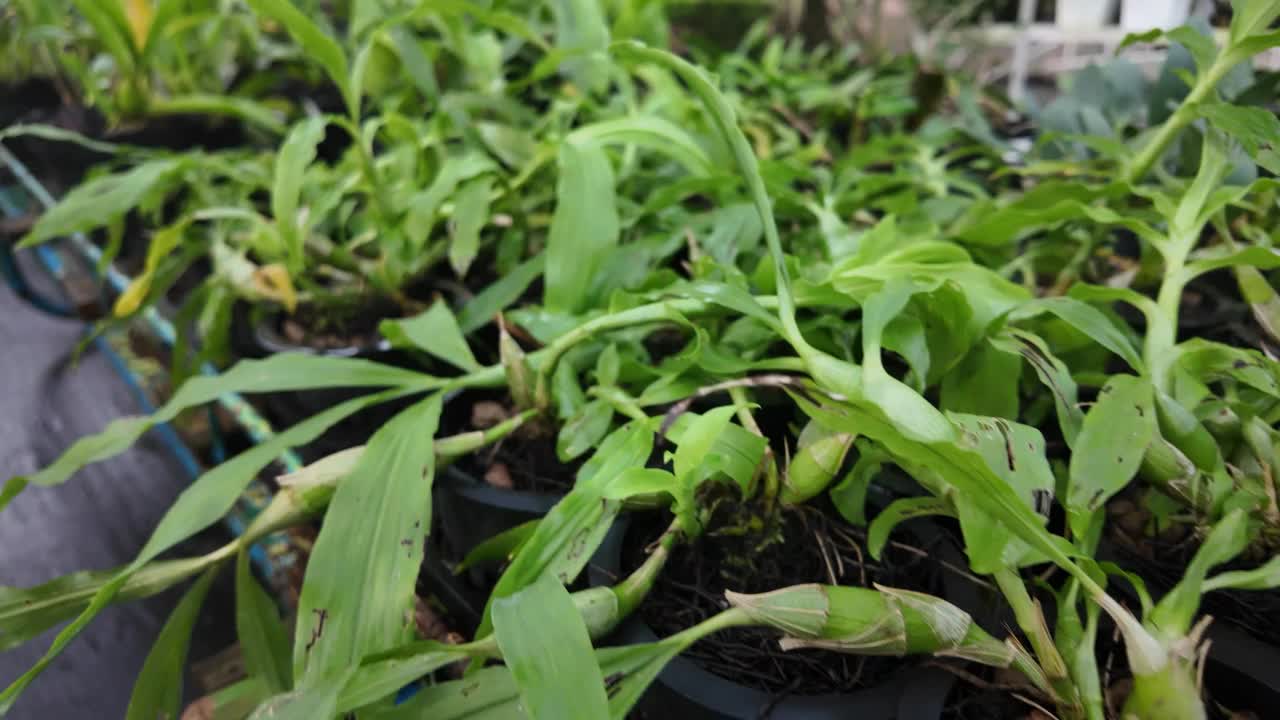 在一个植物苗圃里，穿过悬挂着长长的层叠根的绿色兰花。在温室中栽培的各种兰花。城市农业和现代农业的概念。视频素材