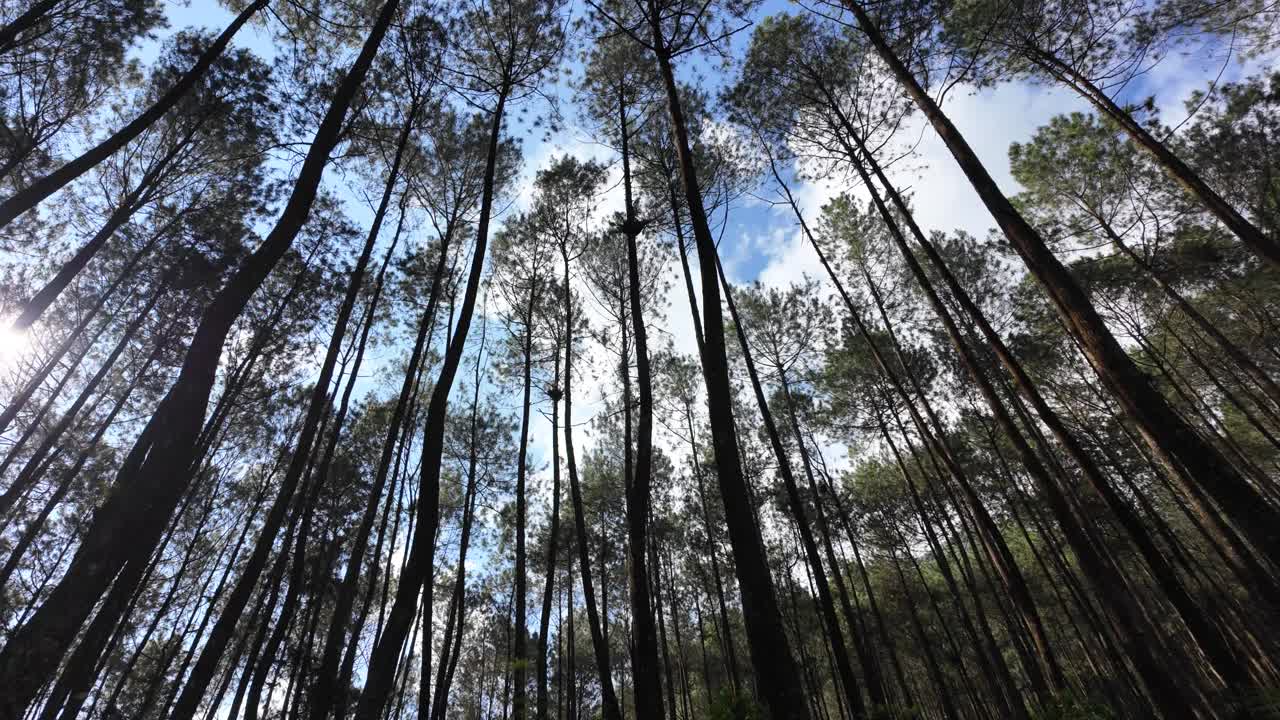 漫步在茂密的松林中，抬头望向树梢。徒步旅行是假日期间最受欢迎的户外活动。国际森林日，世界环境日的概念视频下载