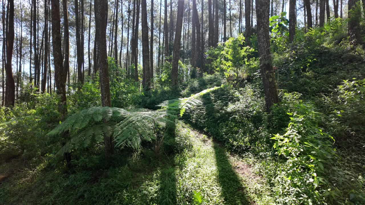 漫步在茂密的松林中，抬头望向树梢。徒步旅行是假日期间最受欢迎的户外活动。国际森林日，世界环境日的概念视频素材