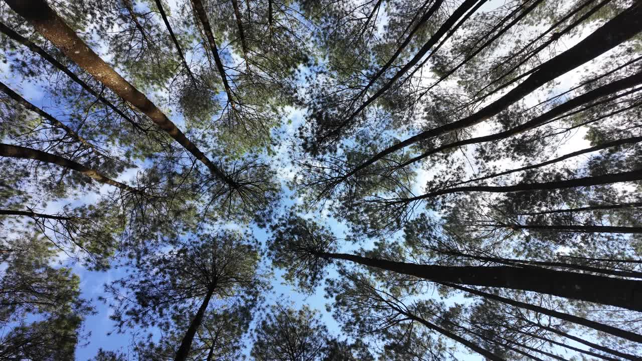 漫步在茂密的松林中，抬头望向树梢。徒步旅行是假日期间最受欢迎的户外活动。国际森林日，世界环境日的概念视频素材