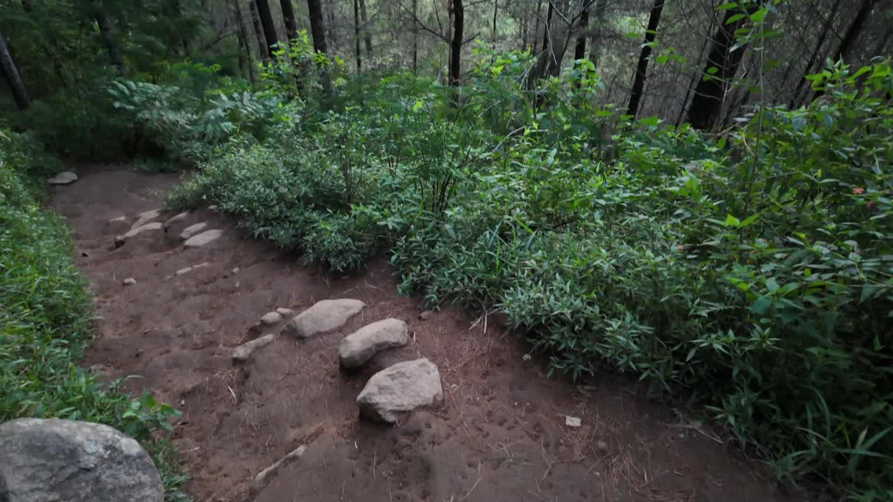 爬山时，在茂密的松林中欣赏日出。徒步旅行是假日期间最受欢迎的户外活动。国际森林日，世界环境日的概念视频下载