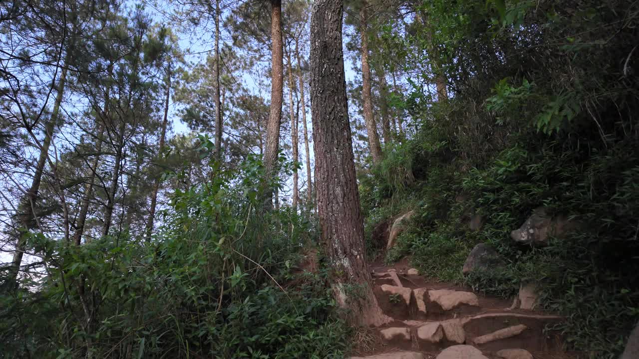 爬山时，在茂密的松林中欣赏日出。徒步旅行是假日期间最受欢迎的户外活动。国际森林日，世界环境日的概念视频下载