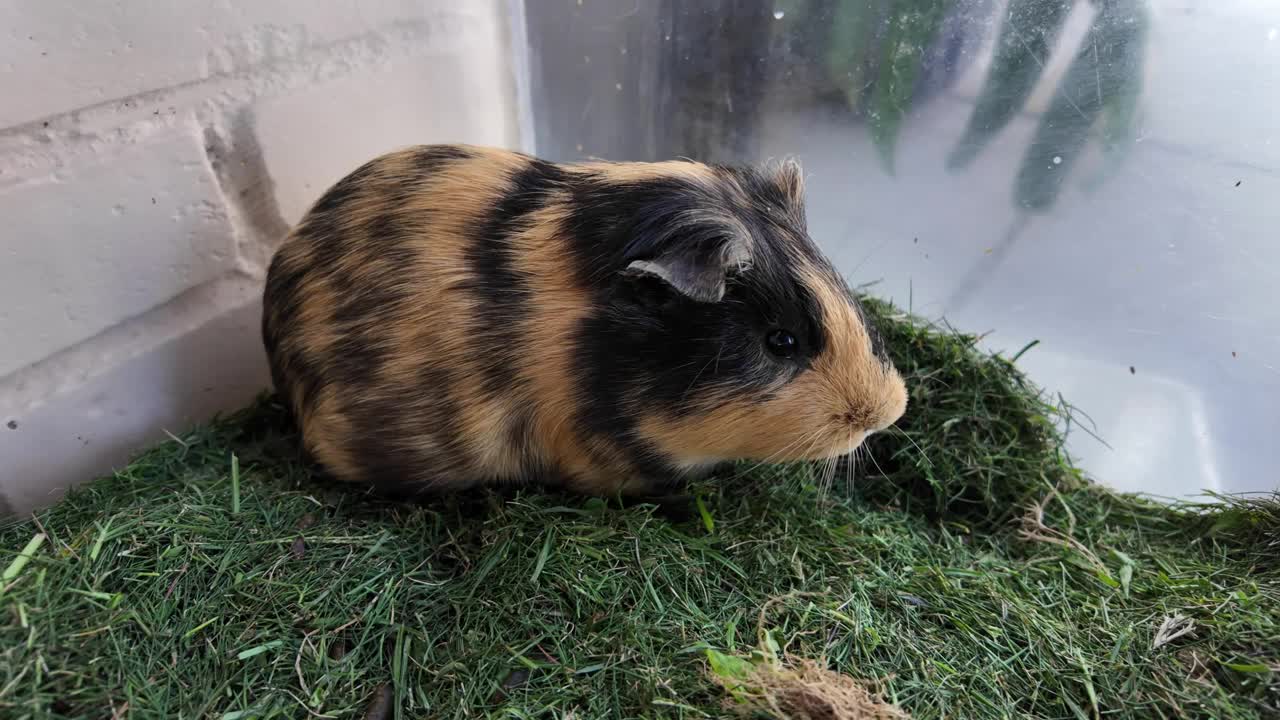 一只家养豚鼠(Cavia porcellus)在玻璃笼子里吃树叶和蔬菜。视频素材