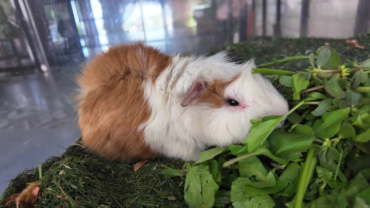 一只家养豚鼠(Cavia porcellus)在玻璃笼子里吃树叶和蔬菜。视频下载