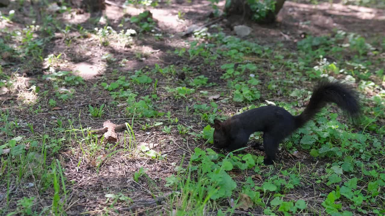 黑松鼠把坚果埋在森林里。视频下载