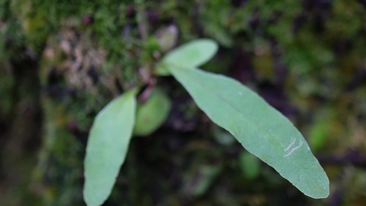 生长在森林树干上的野生兰花。小的附生植物和苔藓紧贴在树干上。生物学和生物多样性的概念。视频下载