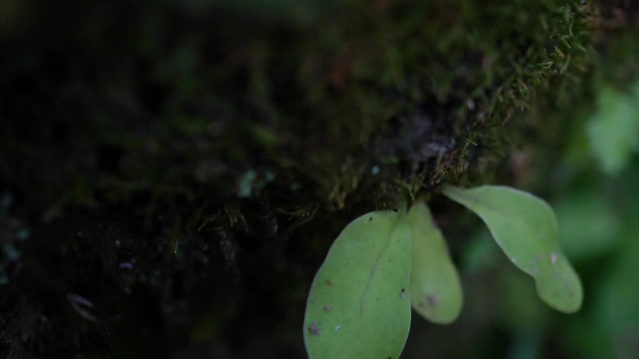 生长在森林树干上的野生兰花。小的附生植物和苔藓紧贴在树干上。生物学和生物多样性的概念。视频素材